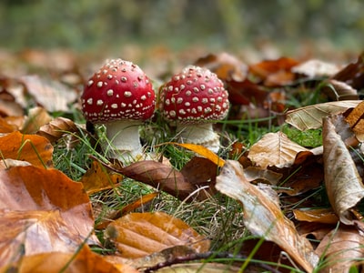棕色干叶上的红白蘑菇